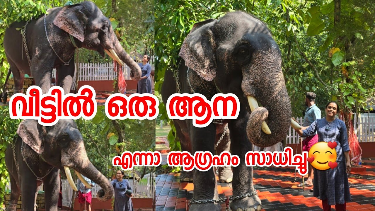 കോടികൾ മുടക്കാതെ തന്നെ വീട്ടിൽ ഒരു ആന 🥰🫂