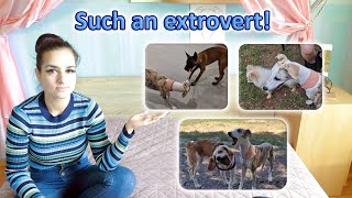 Whippet Puppy Makes New Friends by ShowPaws 342 views 5 months ago 8 minutes, 20 seconds