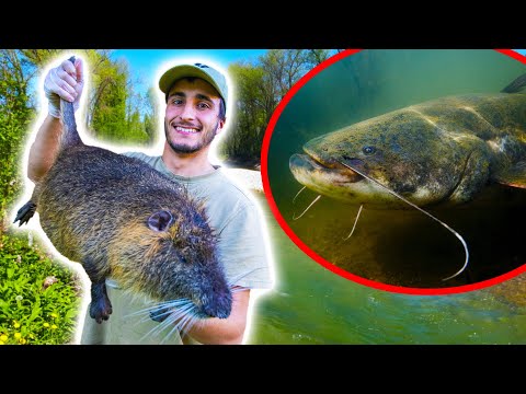 Pêcher un Silure avec un Ragondin ?! Je tente l'expérience ! 