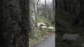 Super Sheepdog . #Youtubeshorts #Sheep #Farming #Workingdogs #Viralvideo