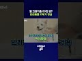반려동물 키우기 전 꼭 알아야 할 것들 #반려동물 #shorts #스브스뉴스