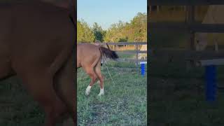 Please Dont Come After Me For Swinging The Lunge Whip, He Was Being Really Lazy And Wouldnt Move.