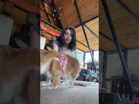 انا قولت قعدين قعده