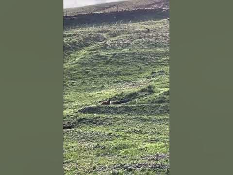Байбаки часть 2 - YouTube