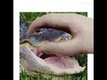 Pet.