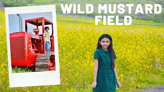 Wild Mustard Field || Half Moon Bay Attraction | Mustard Flower in Bay Area