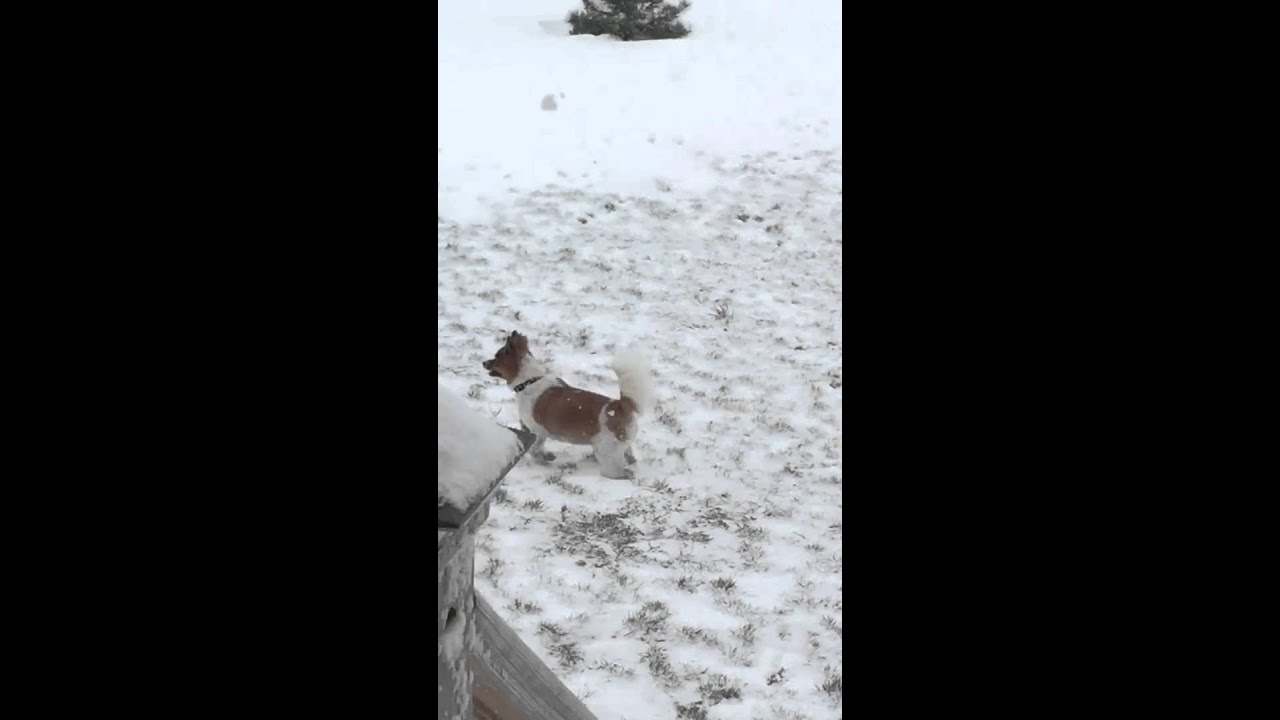 Dog snowball chasing fail 1080p YouTube