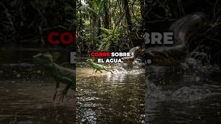 🦎😳 Mira esto: el lagarto basilisco y el poder de la creación de Dios ✨🔥