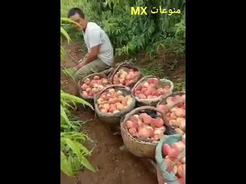 افضل انواع الفواكة واحلها