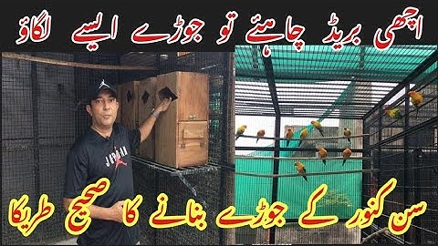 How To Pair up Sun Conure Parrots In Breeding Season||tips and Tricks||Rana Jibran||