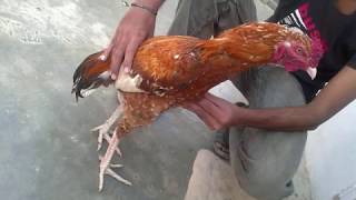 Aseel Murgah Collection