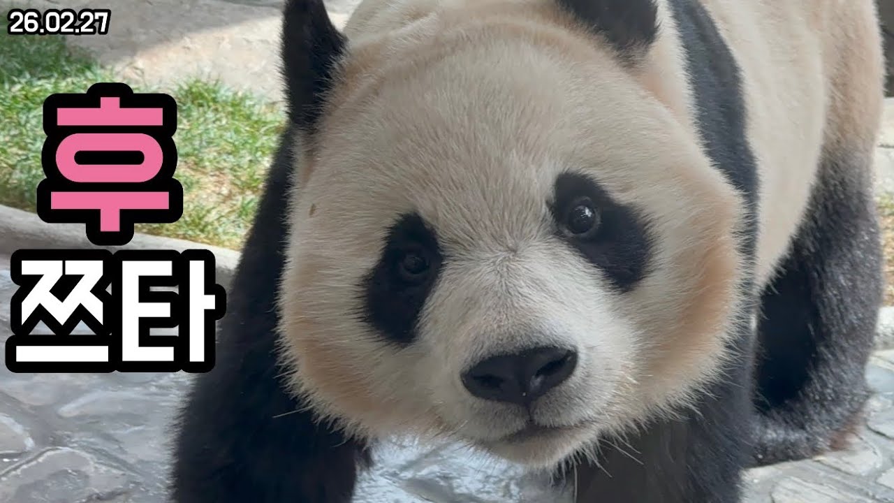 26.02.27 요즘 팬미팅을 즐겨하는 후쯔타🐼🩷