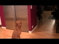 Indi trained by her sister. Hungarian shorthair vizsla. の動画、YouTube動画。