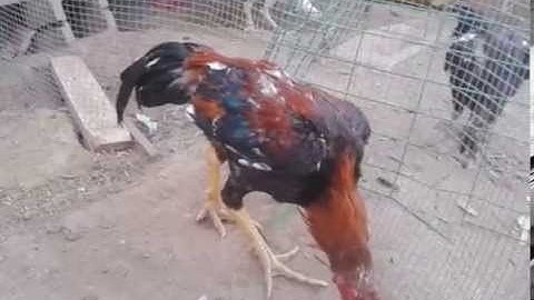 QaibThaiBackyard - Spangle Red