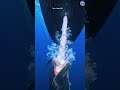 🐋 Did You Know? How Whales Feed Milk to Their Babies! 😱 #reels #trending #ytshorts #travel