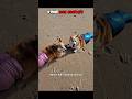 Other Dog couples Vs... #reels #shorts