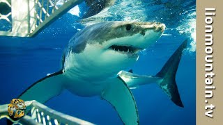 When Great White Shark Dive Goes Wrong | Andre Hartman's Epic Journey