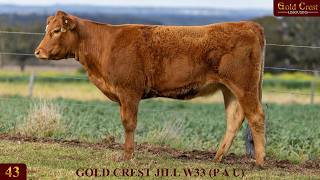 Lot 43 - GOLD CREST JILL W33 (P A U)