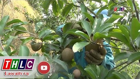 Triển vọng từ mô hình trồng hồng xiêm xoài ở Yên Bái | THLC