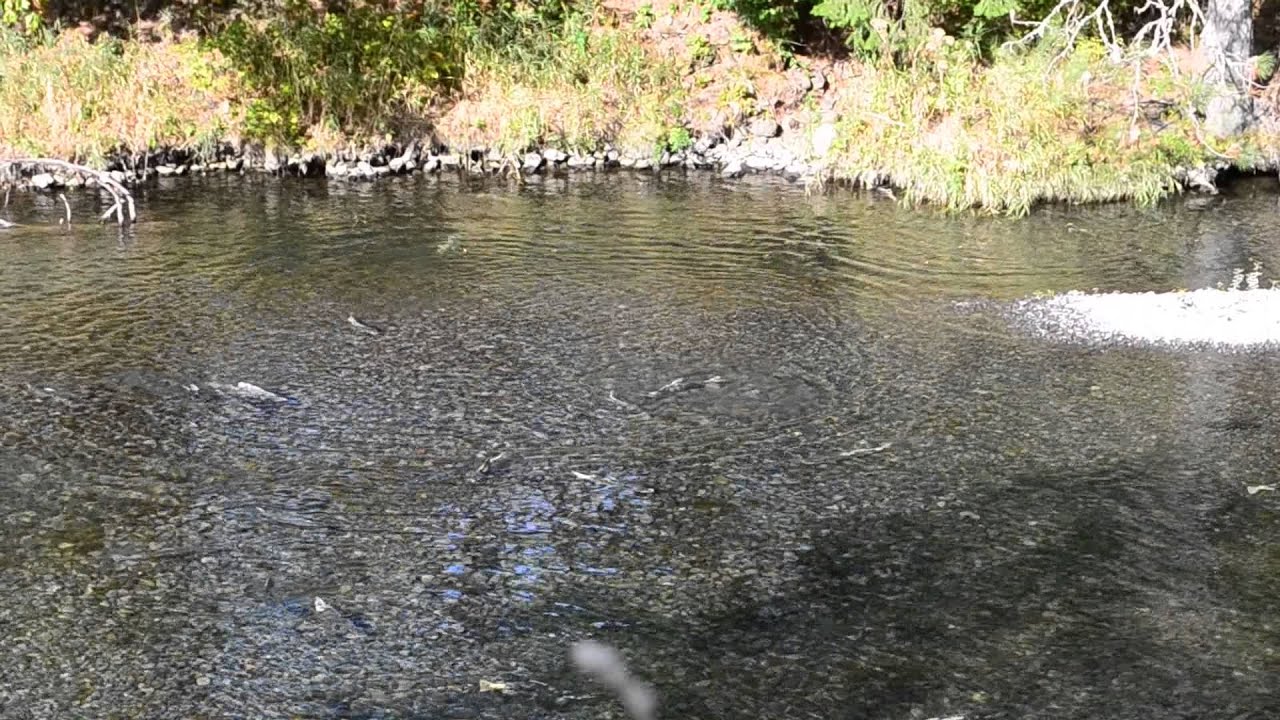 Salmon Run in Oregon YouTube