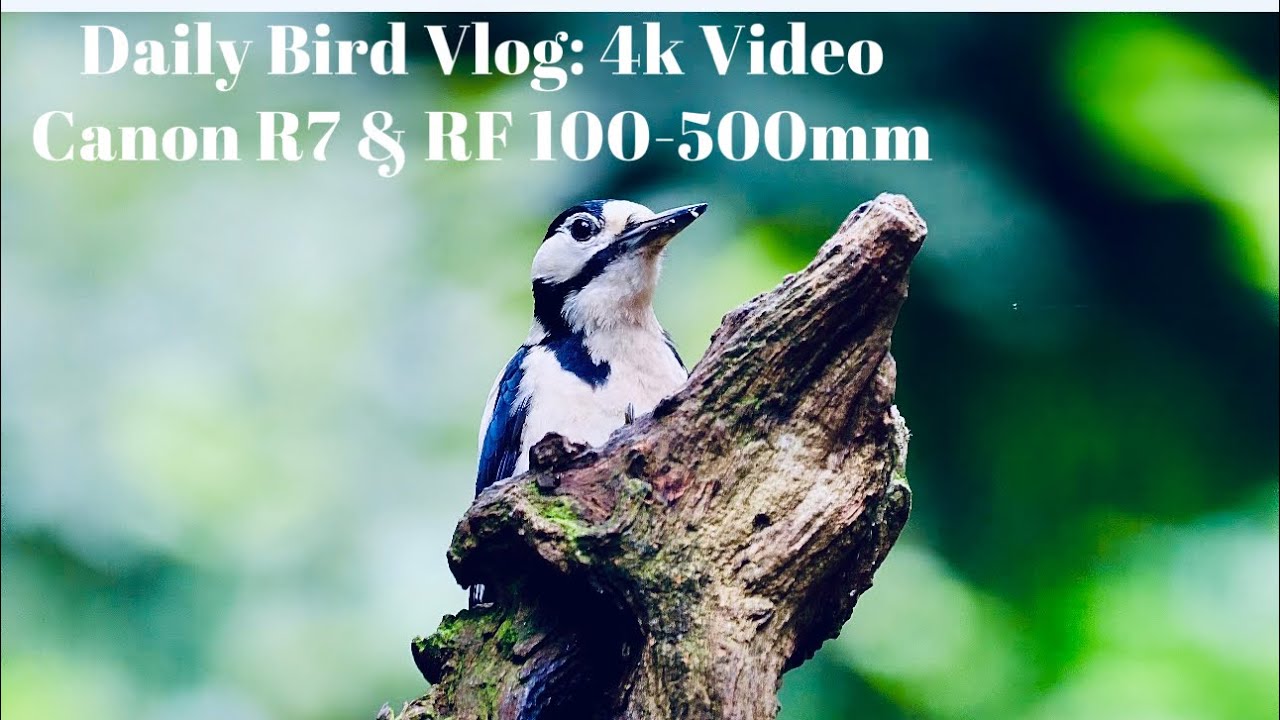 Must see before you buy Canon Eos R7 and RF 100-500mm for wildlife | 4k ...