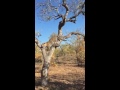 Kruger National Park Leopard Lion Video