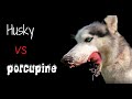 Husky VS Porcupine