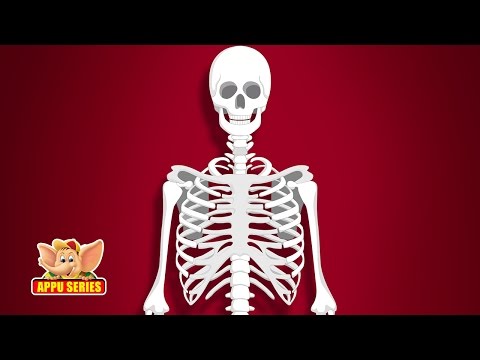 Learn Human Body - Skeleton System