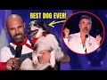 Hurricane the dog the best dog act in agt history