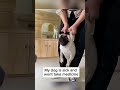 funny dog video