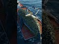 Helping Whales By Removing Barnacles A Special Act Of Animal Care Ytshorts Whale Shorts