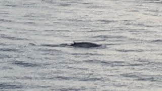 Whale watching while on P&O Ventura