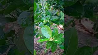 Waktu Penyemprotan Jeruk Lemon