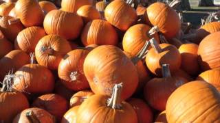The Lifestylist® Discovers the Great Pumpkin Patch
