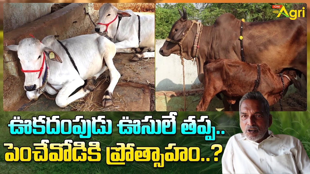 Ongole Cows Farm Maintenance | ఊకదంపుడు ఊసులే తప్ప.. పెంచేవోడికి ప్రోత్సాహం..? Tone Agri