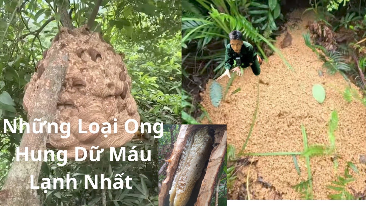 Bắt Những Loại Ong Hung Dữ Máu Lạnh Nhất,Trúng Lớn 