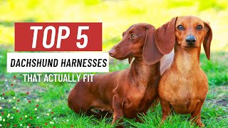 Best Harness For DACHSHUNDS  Our Top Picks!