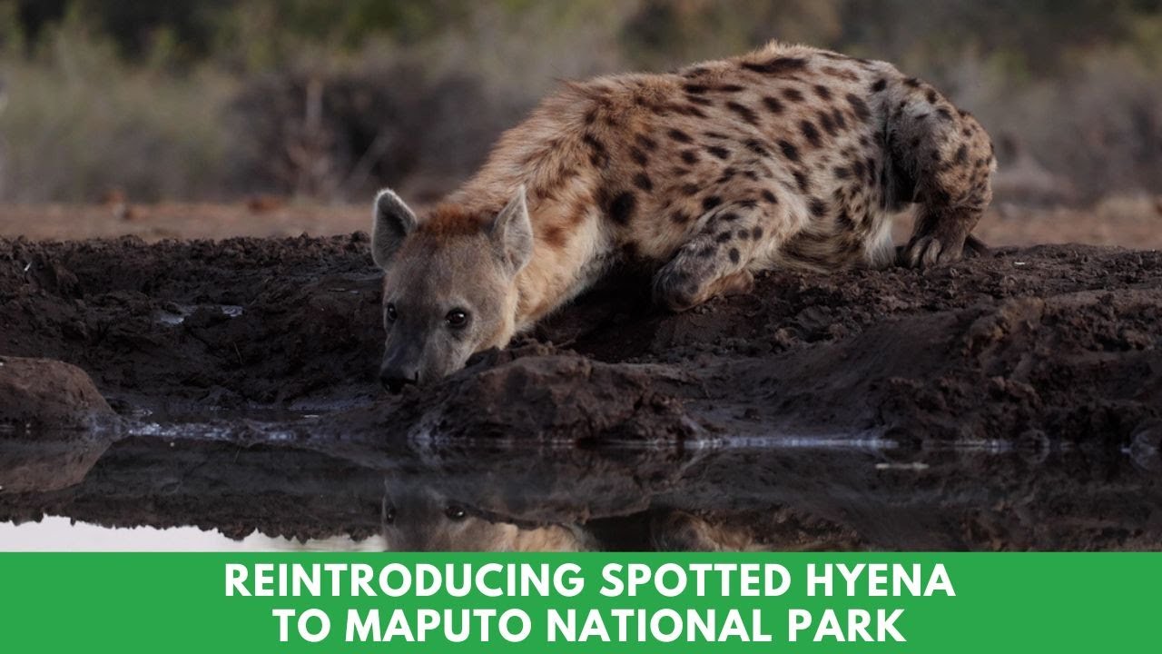 Reintroducing spotted hyena to Maputo National Park
