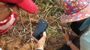 Đào Chuột Cống Khủng, Răng Sắc Bén Như Dao