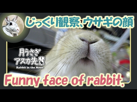 funny-face-of-rabbit.