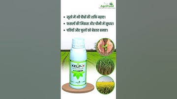 Kelp-C: The Secret to Strong Crops Even in Drought! 🌱✨ | Easy Way to Get the Best Yield