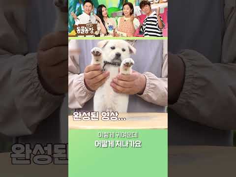 귀여움 한도 초과 <strong>입양</strong> 홍보 영상♥️ #TV동물농장