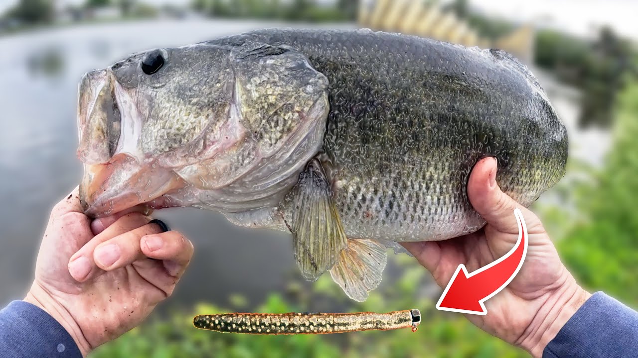 Do Ned Rigs Catch BIG Bass?