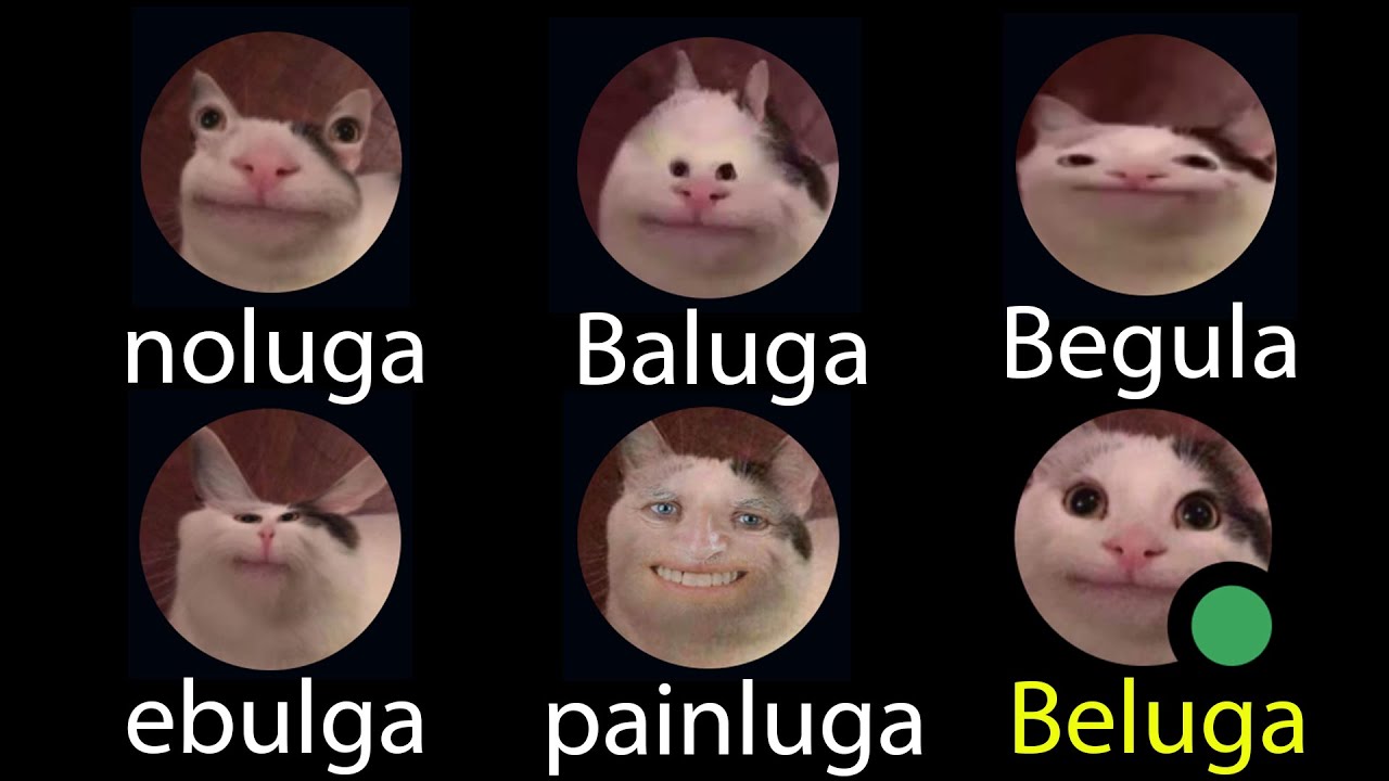 Beluga картинка кота