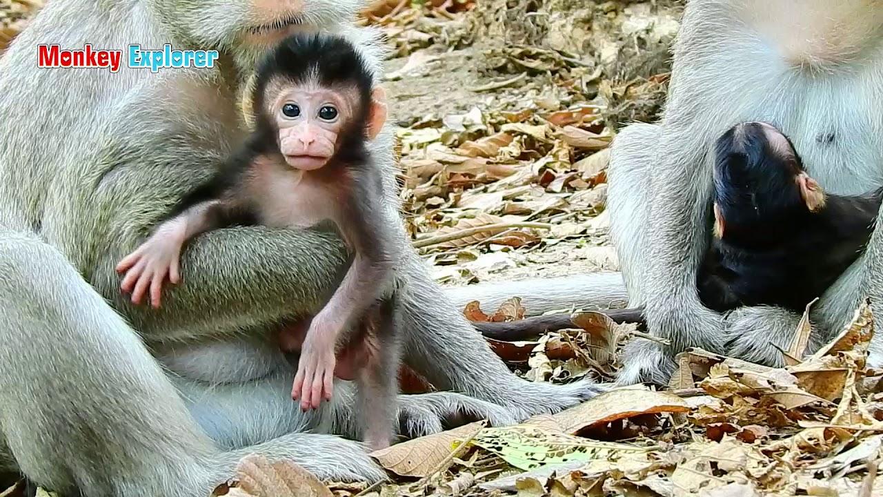 Gorgeous baby Clora & Kevin are so lovely & adorable/ Clora & Kevin are charming & impressive.