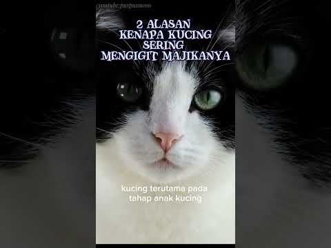 Alasan kucing mengigit majikan#kucing #shorts