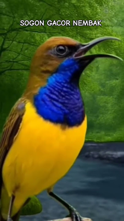 SOGOK ONTONG GACOR NEMBAK - MASTERAN TERBAIK UNTUK BURUNG SOGON - The olive-backed sunbird calling