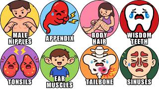 Why Your ‘USELESS’ Organs Actually Matter