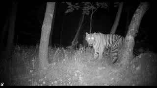Тигрица Светлая в объективе фотоловушки во второй половине 2021 года