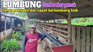 REJEKI MONCER, TERNAK KAMBING DOMBA EKOR GEMUK